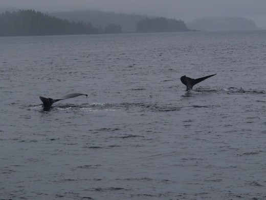 Humpbacks Galore - feeding & Diving