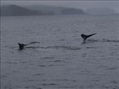 Humpbacks Galore - feeding & Diving: by dannygoesdiving, Views[268]