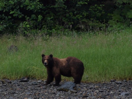 Bear @ Windfall Harbour