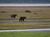 Bears @ Pack Creek: by dannygoesdiving, Views[302]