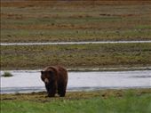 Bears @ Pack Creek: by dannygoesdiving, Views[245]