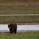Bears @ Pack Creek: by dannygoesdiving, Views[239]