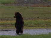 Bears @ Pack Creek: by dannygoesdiving, Views[219]