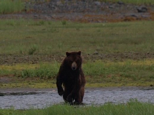 Bears @ Pack Creek