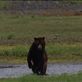 Bears @ Pack Creek: by dannygoesdiving, Views[185]