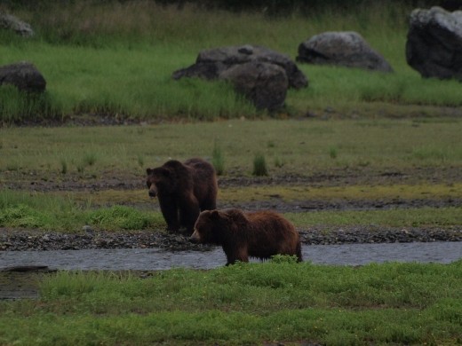 Bears @ Pack Creek