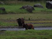 Bears @ Pack Creek: by dannygoesdiving, Views[201]