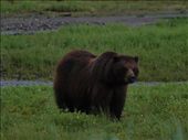 Bears @ Pack Creek: by dannygoesdiving, Views[197]