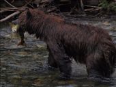 Bears @ Pack Creek: by dannygoesdiving, Views[232]