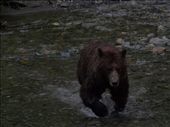 Bears @ Pack Creek: by dannygoesdiving, Views[211]