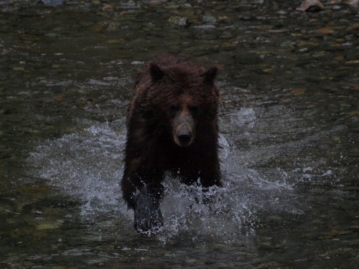 Bears @ Pack Creek
