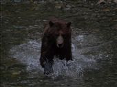 Bears @ Pack Creek: by dannygoesdiving, Views[190]