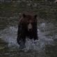 Bears @ Pack Creek: by dannygoesdiving, Views[190]
