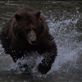 Bears @ Pack Creek: by dannygoesdiving, Views[194]