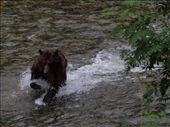 Bears @ Pack Creek: by dannygoesdiving, Views[197]