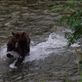 Bears @ Pack Creek: by dannygoesdiving, Views[171]