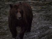 Bears @ Pack Creek: by dannygoesdiving, Views[214]