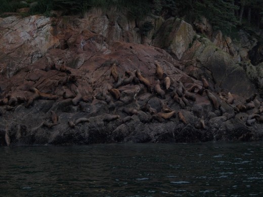 Stella Sea lion Colony