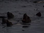 Stella Sea lion Colony: by dannygoesdiving, Views[204]