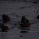 Stella Sea lion Colony: by dannygoesdiving, Views[179]