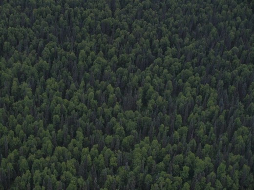 Flying with Talkeetna Air Taxi 