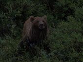Denali National Park - Grizzly Bear: by dannygoesdiving, Views[338]