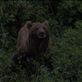 Denali National Park - Grizzly Bear Views[286]