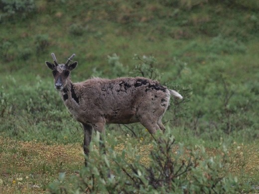 Denali National Park - Caribou