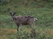 Denali National Park - Caribou: by dannygoesdiving, Views[337]