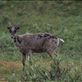 Denali National Park - Caribou Views[290]