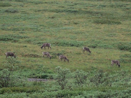 Denali National Park - Caribou