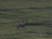 Denali National Park - Caribou: by dannygoesdiving, Views[298]