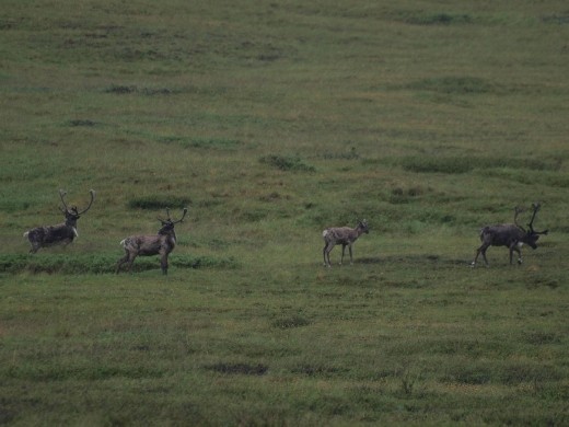 Denali National Park - Caribou