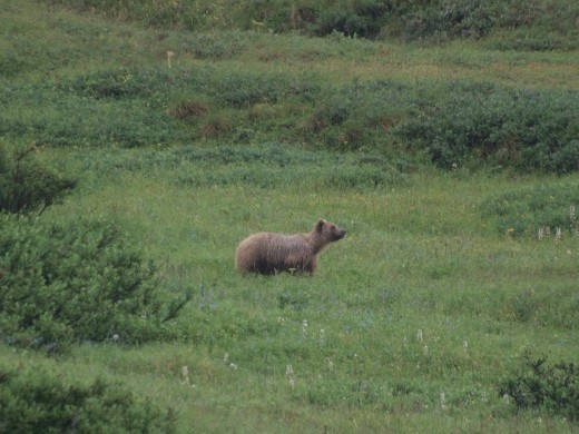Denali National Park - Grizzly Bear