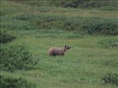 Denali National Park - Grizzly Bear: by dannygoesdiving, Views[343]
