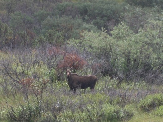 Denali National Park - Moose