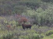 Denali National Park - Moose: by dannygoesdiving, Views[409]