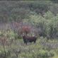 Denali National Park - Moose Views[299]