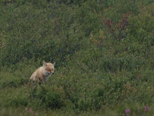 Denali National Park - Arctic Fox