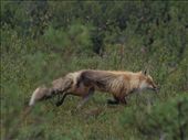 Denali National Park - Arctic Fox: by dannygoesdiving, Views[480]