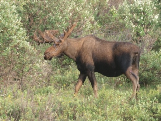 Denali National Park - Moose