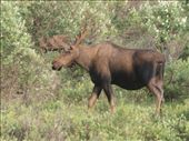 Denali National Park - Moose: by dannygoesdiving, Views[436]