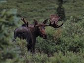 Denali National Park - Moose: by dannygoesdiving, Views[415]