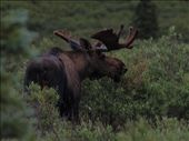 Denali National Park - Moose: by dannygoesdiving, Views[453]