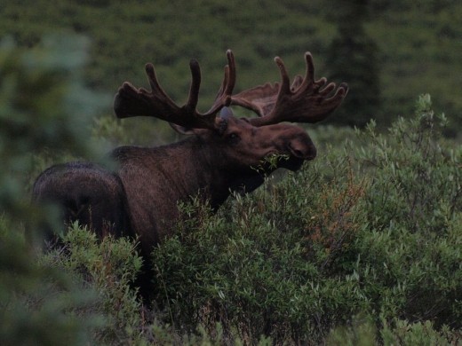 Denali National Park - Moose