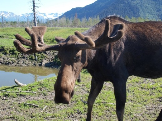 Alaska Wildlife Conservation Centre - Moose