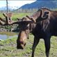 Alaska Wildlife Conservation Centre - Moose Views[282]