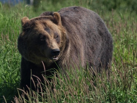 Alaska Wildlife Conservation Centre - Grizzly Bear