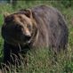 Alaska Wildlife Conservation Centre - Grizzly Bear Views[228]