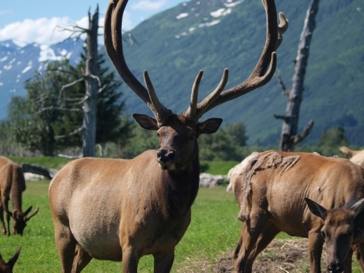 Alaska Wildlife Conservation Centre - Elk
